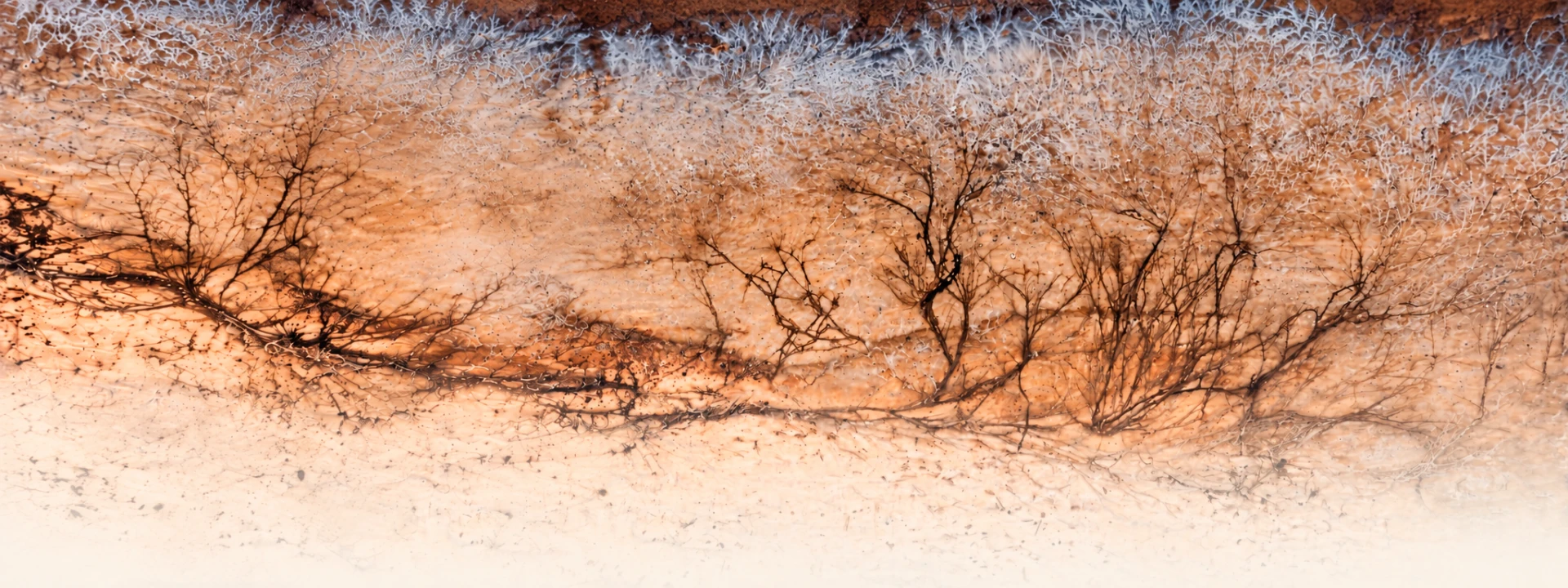 Warm mineral surface with dark branching networks fading into pale cream